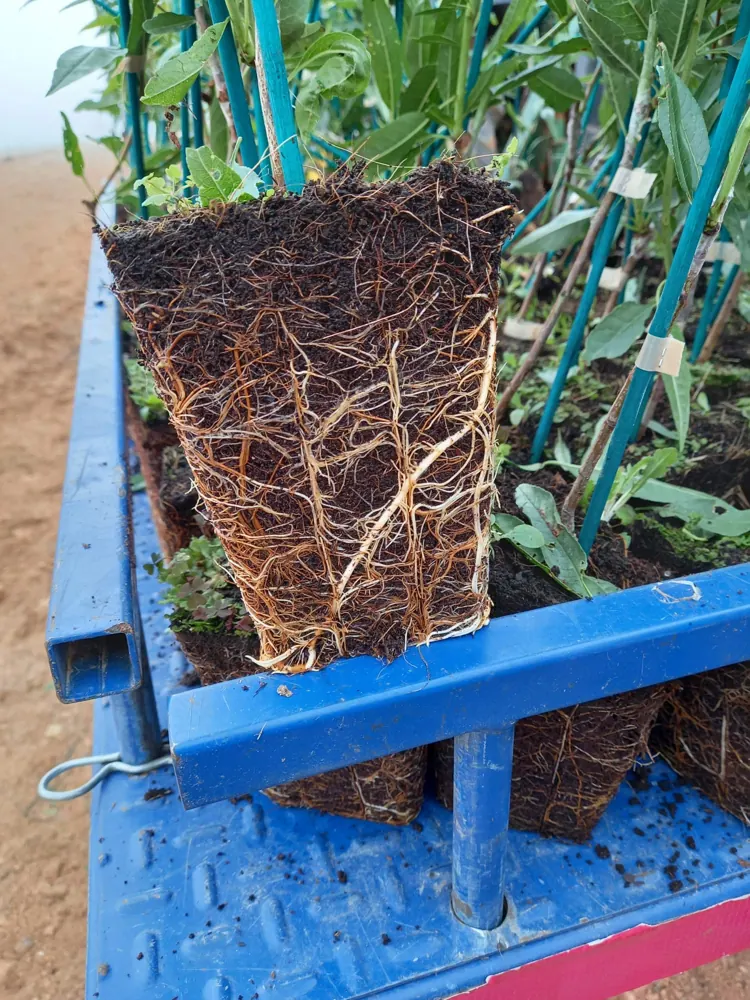 Cepellón de planta con abundantes raíces