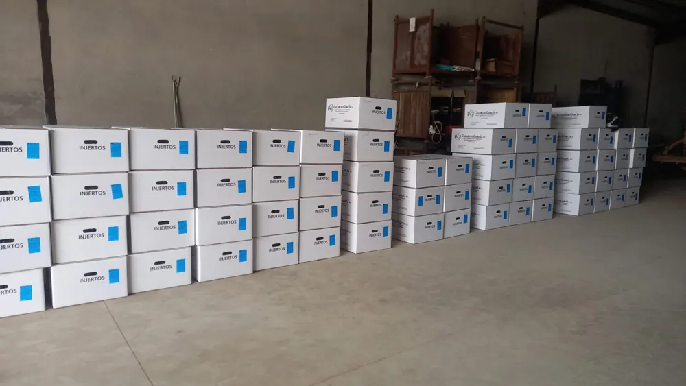 Cajas de injertos de vid apiladas en la nave