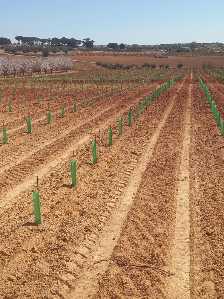 Nueva plantación junto a almendros en flor