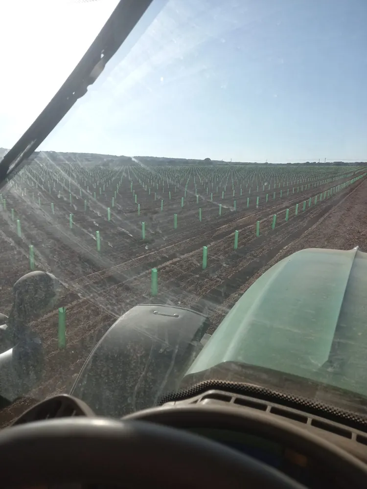 Plantación vista desde la cabina del tractor