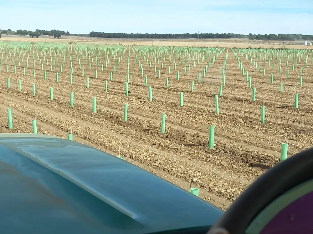 Plantación de leñosos vista desde el capó del tractor