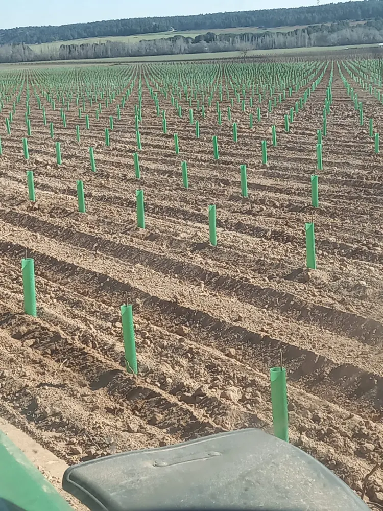 Filas de plantones con protectores sobre tierra labrada