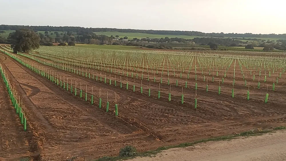 Plantación de leñosos con protectores verdes en Tarazona de la Mancha