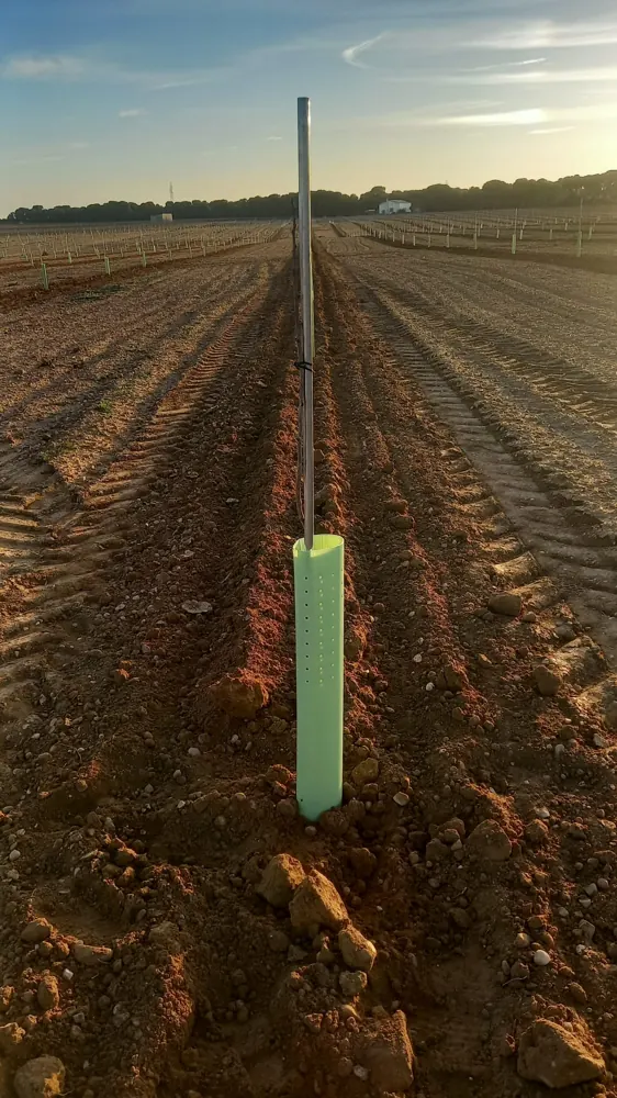 Plantón con protector y tutor metálico al amanecer