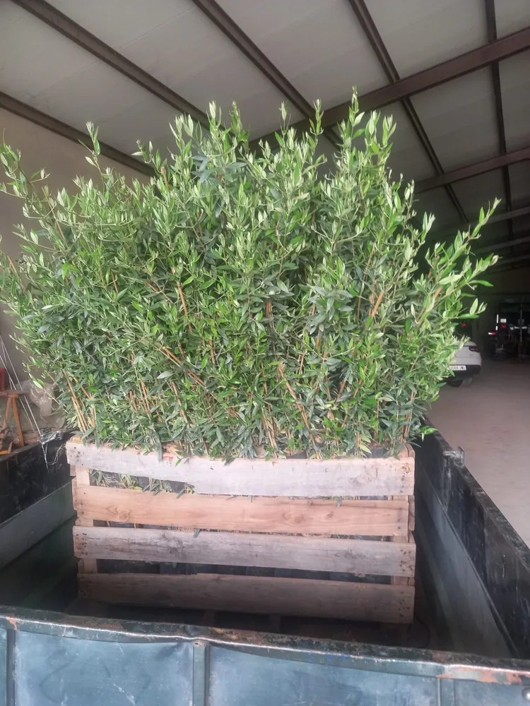 Palé de plantones de olivo en un remolque