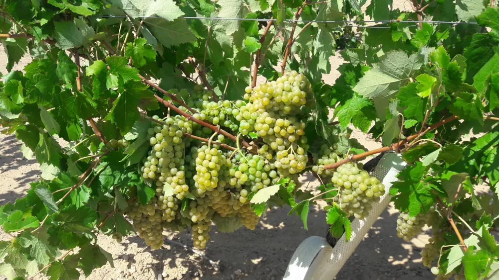 Racimos de uva blanca en la cepa